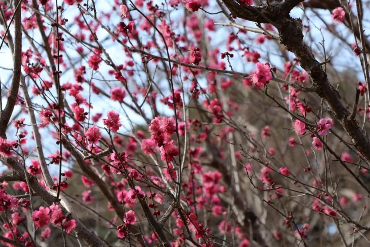 plum blossom